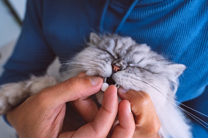 Eine Katze nimmt Medizin. Dies veranschaulicht den Vorgang der Medikamentenverabreichung an eine Katze.