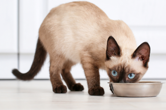 Der vollständige Fütterungsratgeber – von Kätzchen bis zu älteren Katzen