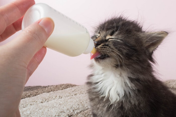 Ein Bild, das den bezaubernden Anblick eines Kätzchens mit einer Babyflasche einfängt