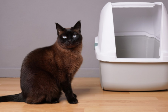 6 häufige Gründe, warum Katzen außerhalb der Katzentoilette urinieren