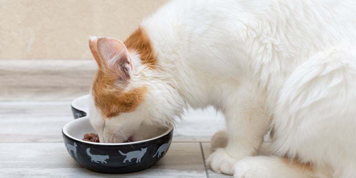 kleines Kätzchen isst Futter aus einer Schüssel