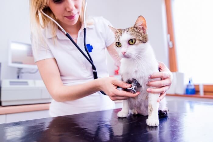 Tierarzt überprüft den Gesundheitszustand einer Katze