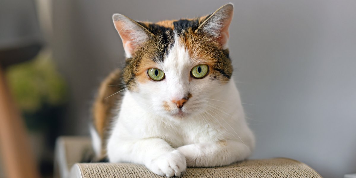 Katze sitzt bequem in einem Kratzbett.