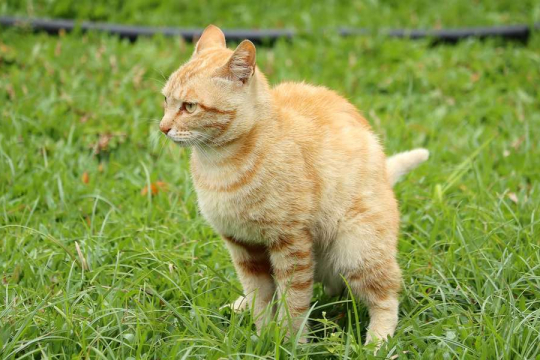 Warum bedeckt meine Katze ihren Kot nicht? Die 6 Häufigsten Ursachen im Überblick
