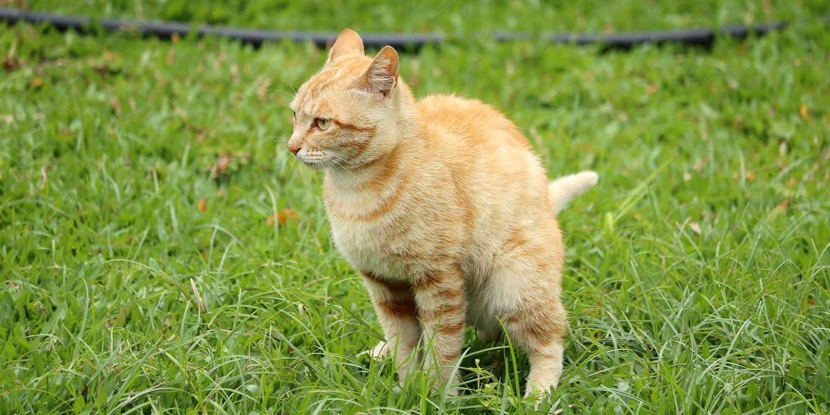 Bild einer Katze, die nach dem Kotabsatz ihren Kot bedeckt.