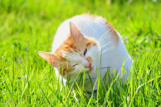 Warum fressen Katzen Gras? Sollten Sie sich Gedanken machen?