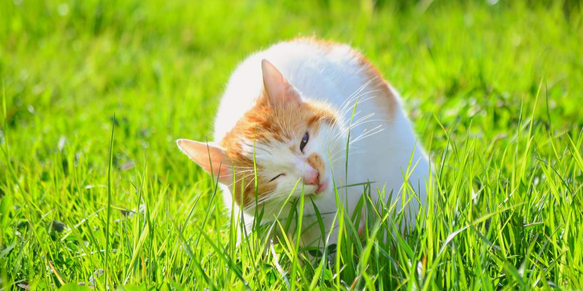 Ein Bild einer Katze, die Gras knabbert. Das Bild zeigt ihr natürliches Verhalten, Grünzeug zu fressen, um möglicherweise die Verdauung zu unterstützen oder ein instinktives Verhalten zu zeigen.