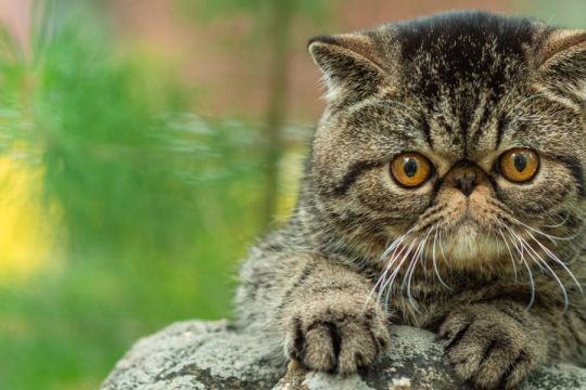 Die 10 Dinge, die Katzen am meisten hassen