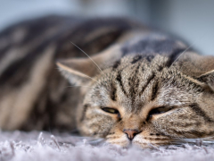 lethargic cat and sleeping on a floor with carpet