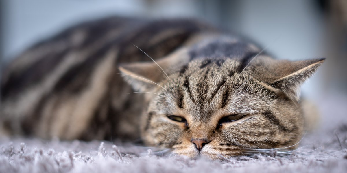 lethargische Katze und schlafen auf einem Boden mit Teppich