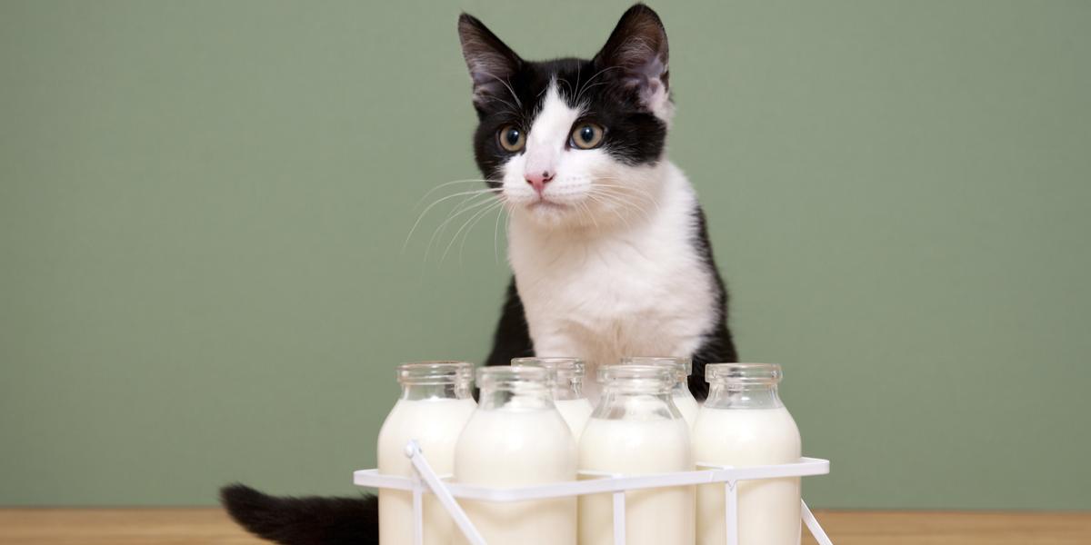 Neugierige Katze untersucht eine Flasche Mandelmilch