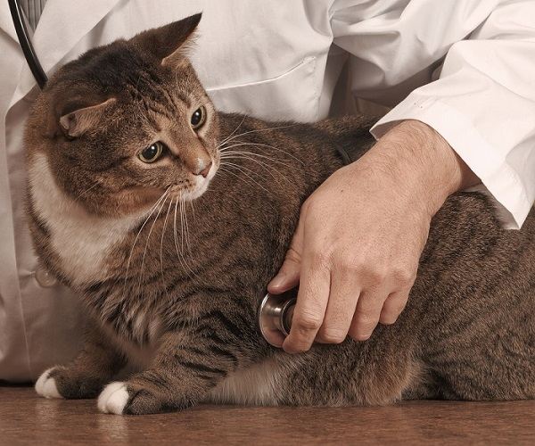 Ursachen von Hypercholesterinämie bei Katzen