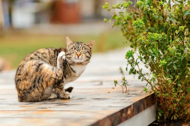 Nebenwirkungen von Frontline Plus für Katzen