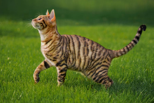 Wie intelligent sind Katzen? Die Wissenschaft hat eine Antwort
