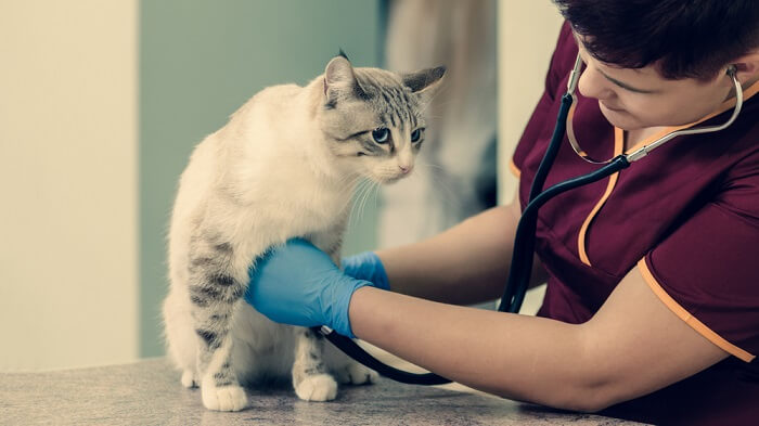 Ein Tierarzt überprüft sorgfältig mit einem Stethoskop die Herzfrequenz einer Katze und stellt sicher, dass die Herz-Kreislauf-Gesundheit der Katze gut überwacht und versorgt wird.