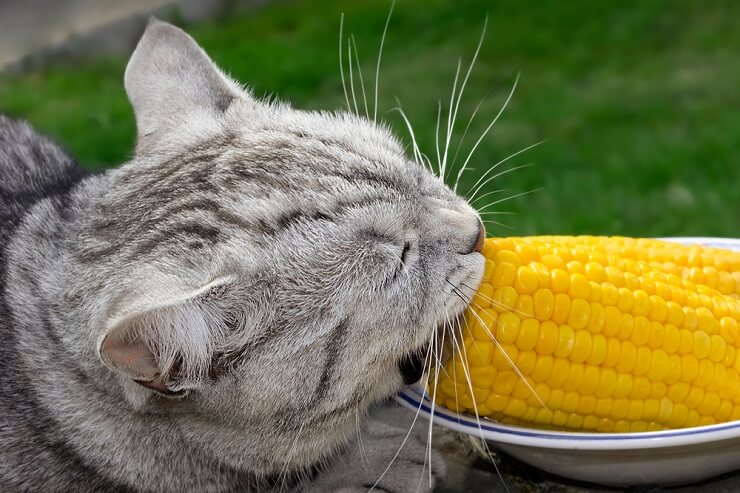 Bild zur Erörterung der potenziellen Vorteile von Mais für Katzen