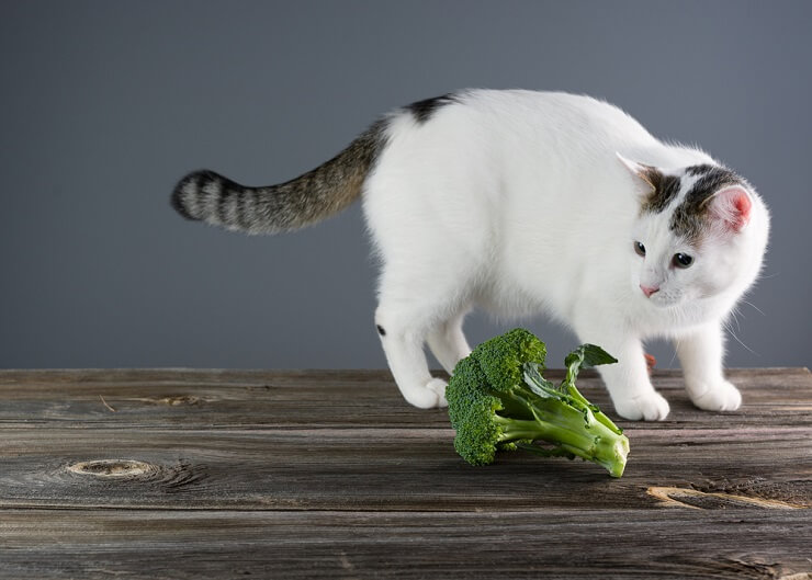 Katze probiert Brokkoli, eine kuriose kulinarische Entdeckungsreise