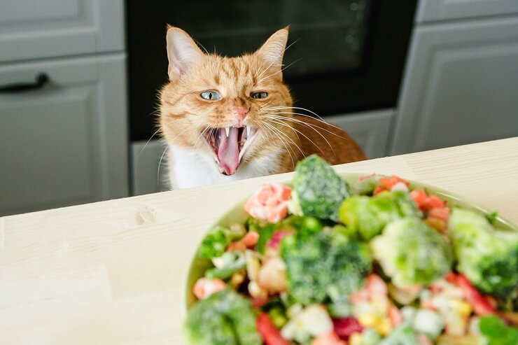 Katze untersucht neugierig einen Teller Brokkoli.