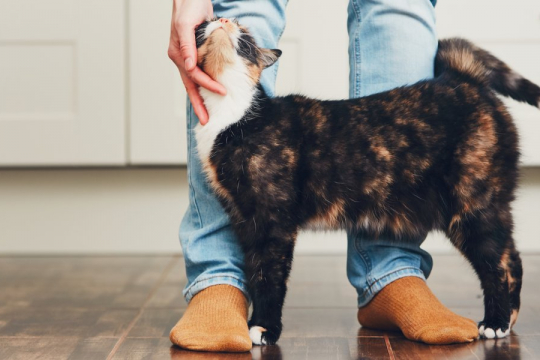 8 Möglichkeiten, Ihre Katze dazu zu bringen, Sie noch mehr zu lieben