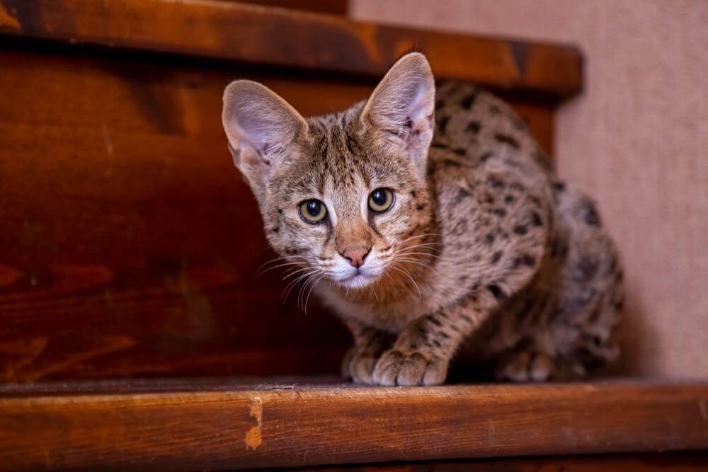 Katze Savannah F1 sitzt auf der Treppe