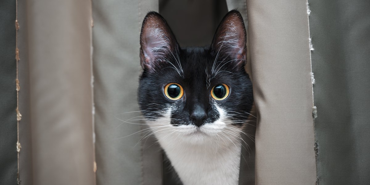 Ein faszinierendes Bild, das den intensiven Blick einer Katze einfängt. Ihre Augen sind mit unerschütterlicher Konzentration fixiert und lassen auf ihren natürlichen Instinkt und ihre Neugier schließen.