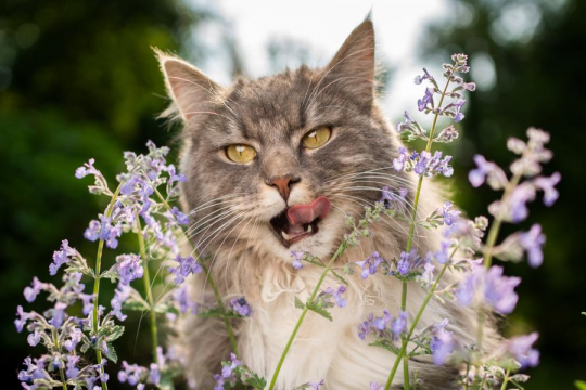 Was ist Katzenminze? Warum mögen Katzen sie?