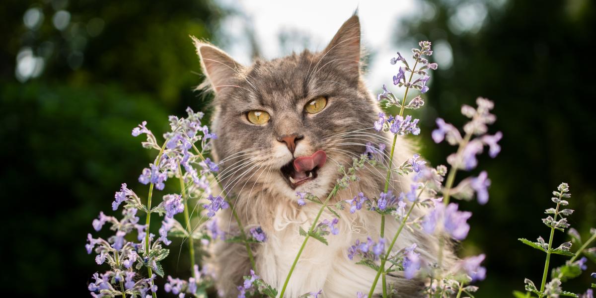 Bild, das eine Katze zeigt, die Katzenminze genießt, und die enthusiastische und freudige Reaktion zeigt