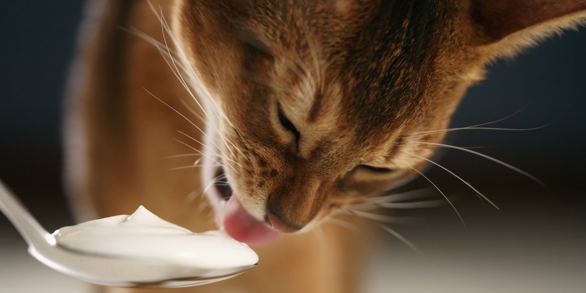 Bild mit Katzen und Joghurt, das das Interesse von Katzen an Milchprodukten untersucht.