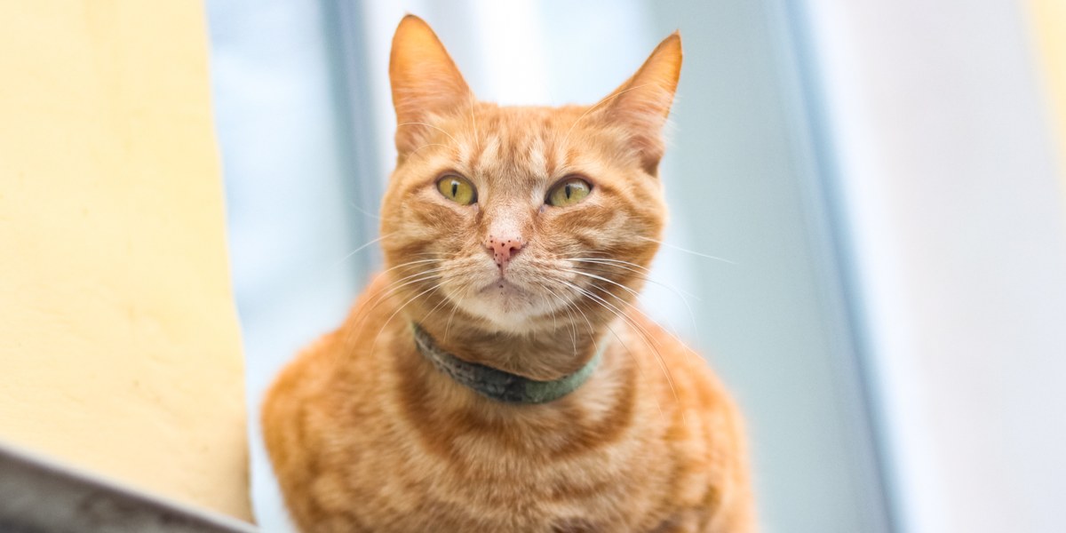 Nahaufnahme einer Katzennase mit bezaubernden Sommersprossen, die ihren Gesichtszügen Charakter und Einzigartigkeit verleihen.