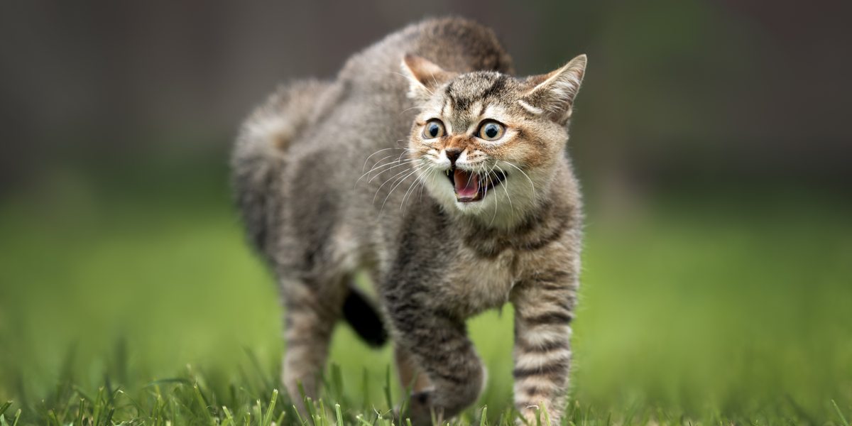 Katze faucht und krümmt den Rücken