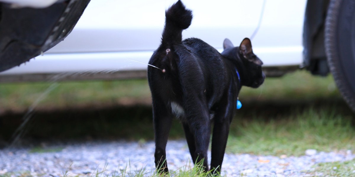 Ein Bild, das das Spritzverhalten von Katzen veranschaulicht.