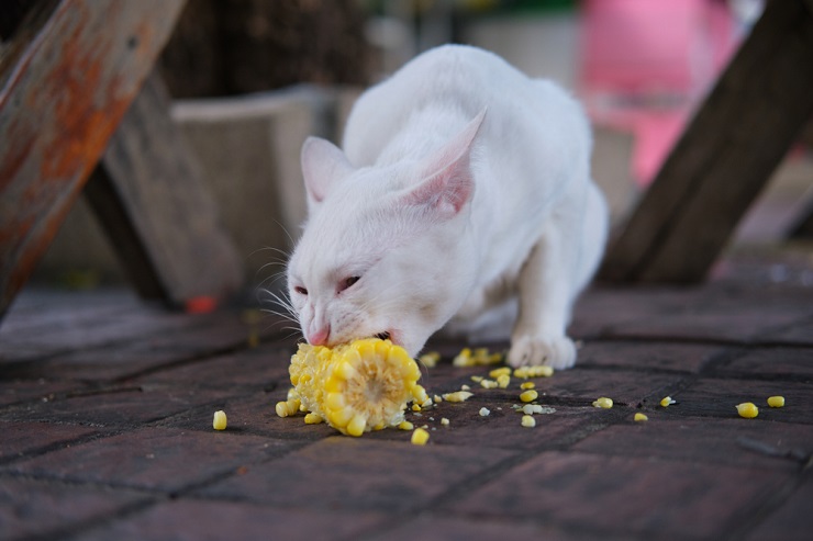 Bild einer Katze beim Maisessen, das die Interaktion einer Katze mit einem menschlichen Nahrungsmittel zeigt