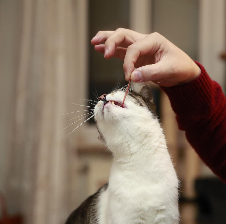 Visuelle Darstellung von Katzen, die Speck fressen