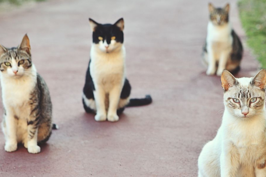 Die 9 Freundlichsten und angenehmsten Katzenrassen weltweit