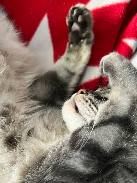 Schlafpositionen der Katze Pfote über dem Gesicht