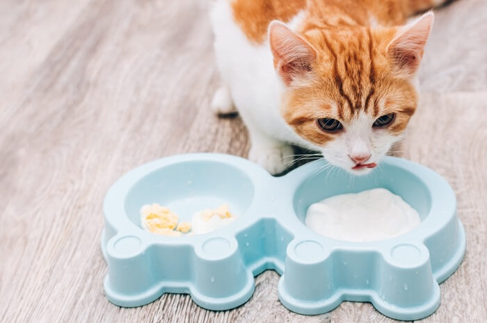 Visualisierung potenzieller Risiken im Zusammenhang mit dem Joghurtverzehr bei Katzen und Betonung der sorgfältigen Überlegung bei der Auswahl der Ernährung.