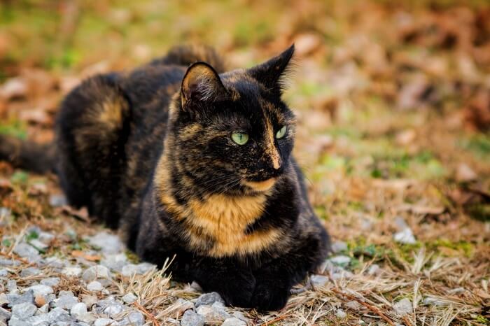 Eine Schildpattkatze, die ihr einzigartiges Fellmuster zur Schau stellt, das durch eine Mischung verschiedener Farben gekennzeichnet ist.