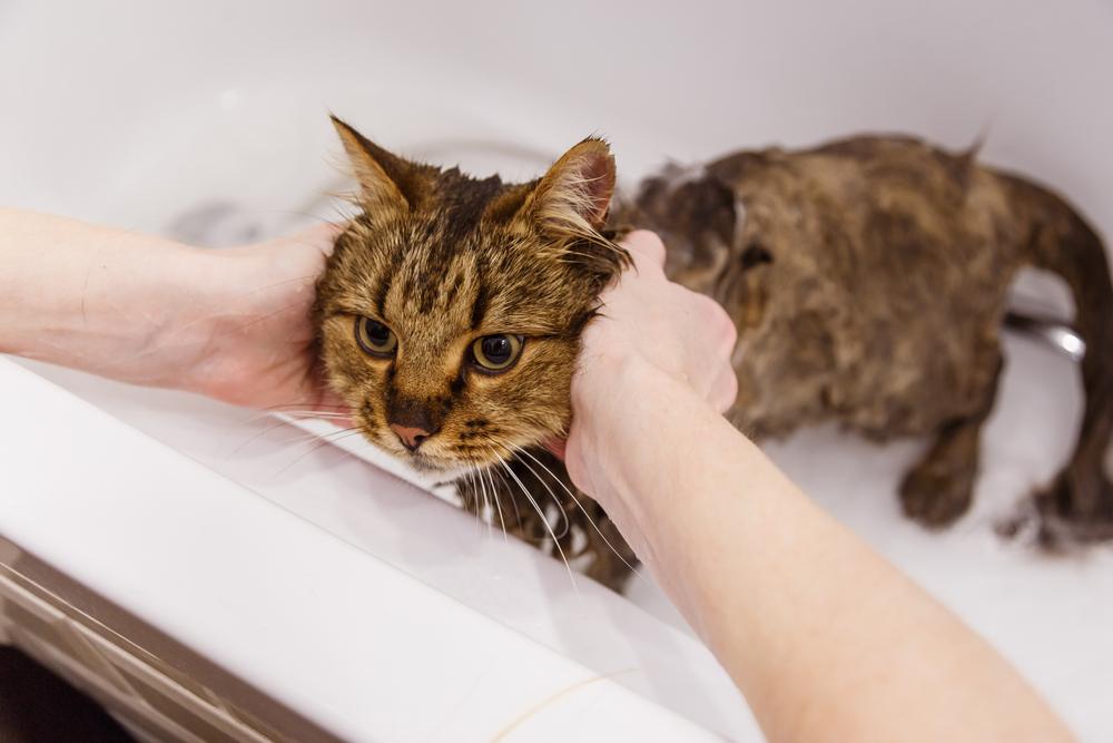 Eine Katze im Badezimmer waschen