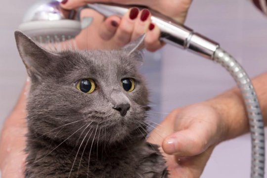 Warum meiden Katzen Wasser?