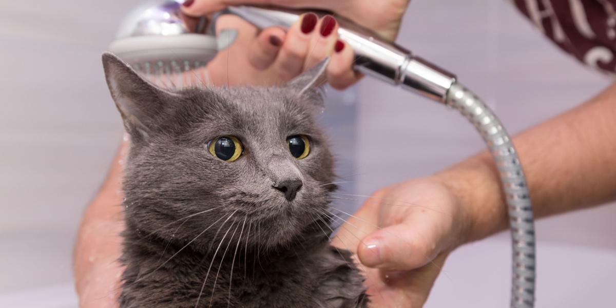 Baden unter der Dusche einer heimischen Russisch Blau Katze