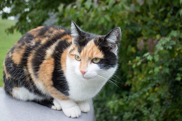 Eine dreifarbige Katze, die ihr unverwechselbares Fellmuster mit einer Kombination aus weißen, schwarzen und orangefarbenen Fellflecken zeigt.