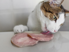 A cat enjoying a bite of ham, showcasing its curiosity towards different foods and flavors.