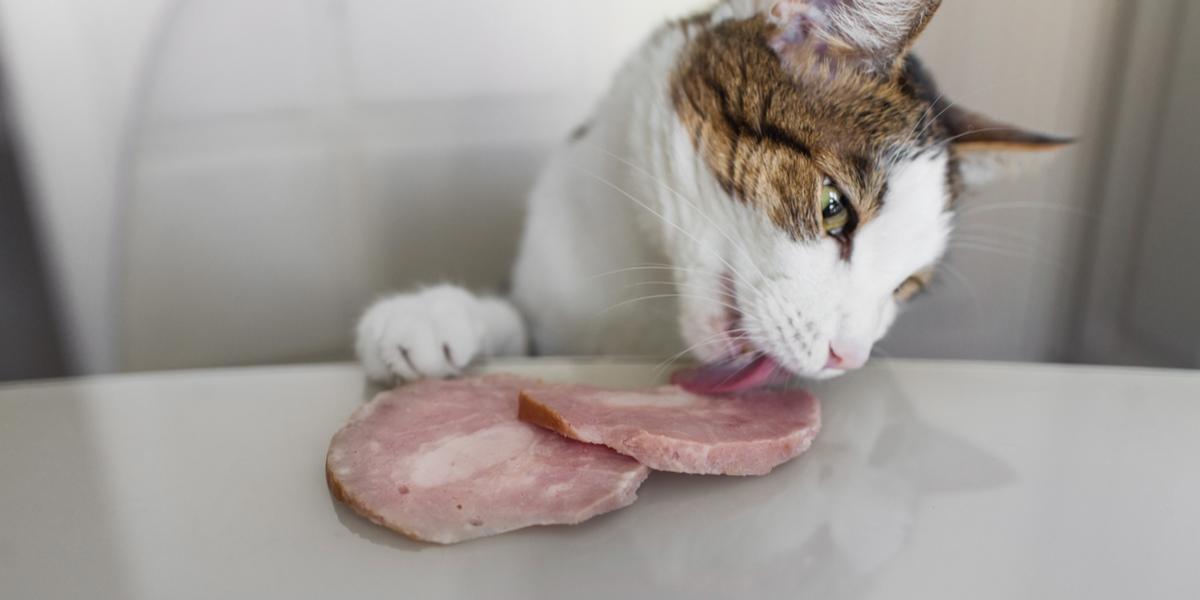 Eine Katze genießt einen Bissen Schinken und zeigt damit ihre Neugier gegenüber verschiedenen Nahrungsmitteln und Geschmacksrichtungen.