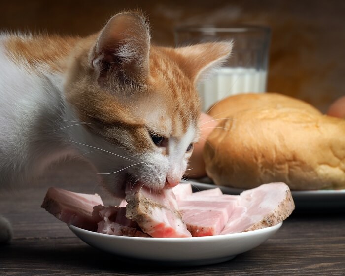 Ein Bild einer Katze, die Interesse an einer Scheibe Schinken zeigt und einen Moment der Neugier und Interaktion mit menschlichem Essen einfängt