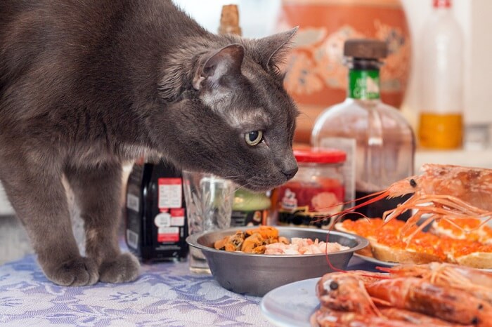 Neugierige Katze, fasziniert von einem Teller mit saftigen Garnelen.