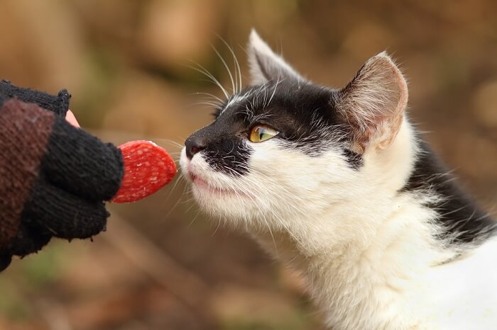 Eine Katze, die von einer Scheibe Schinken fasziniert ist, was ihre Neugier auf menschliches Essen und Aromen widerspiegelt.