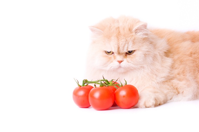 Neugierige Katze umgeben von Tomaten, die ihre Neugier auf ungewöhnliches Essen zum Ausdruck bringt.