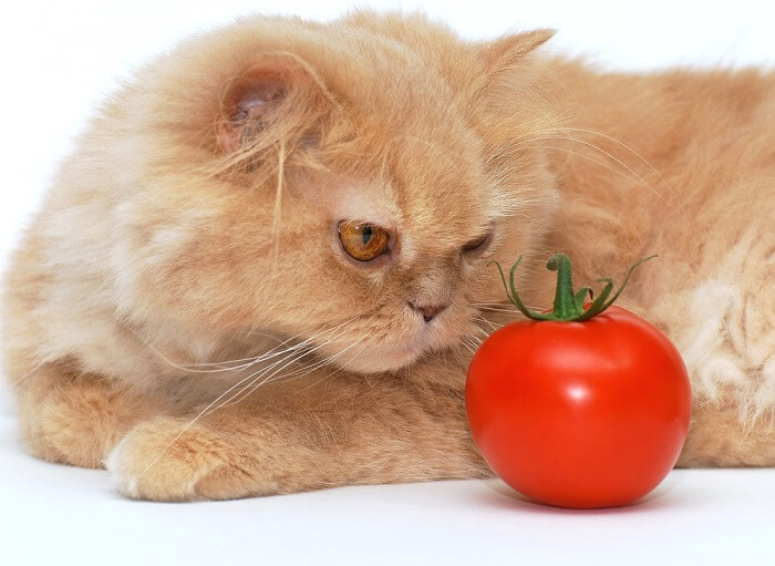 Neugierige Katze untersucht eine Tomate und wirft Fragen zu den Ernährungsvorlieben von Katzen auf.