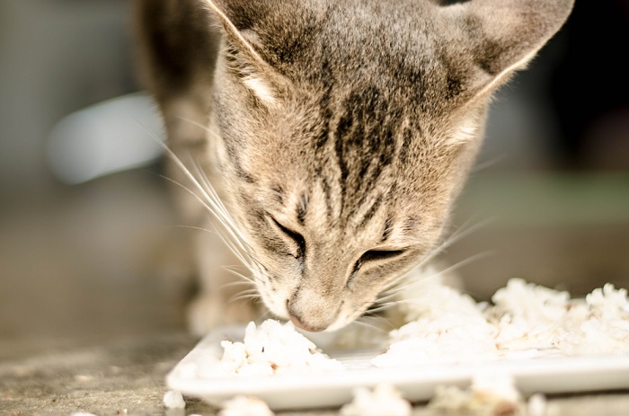 Zufriedene Katze genießt eine Mahlzeit aus Reis.