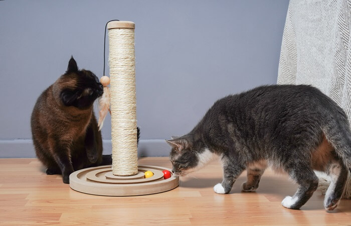 Energiegeladene Katze beim Spielen, die fröhliche Mätzchen und lebhafte Bewegungen zeigt.